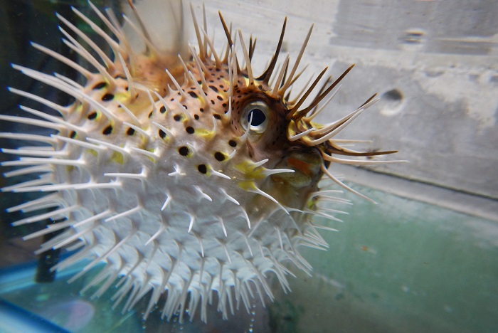 神戸市：スマスイ生物図鑑（海水の世界）