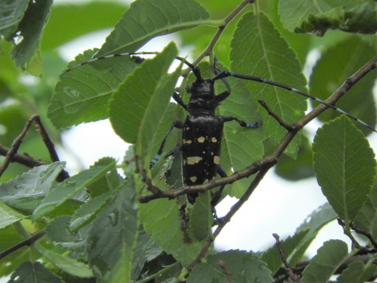 ツヤハダゴマダラカミキリ