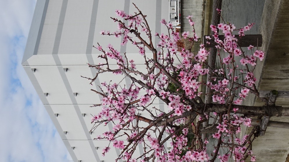 アーモンド③２