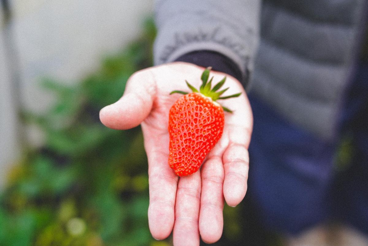 有野・神鉄沿線エリアいちご