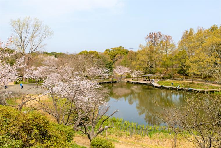 奥須磨公園桜