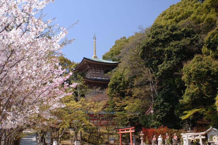 須磨寺桜
