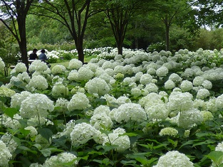 森林植物園の写真