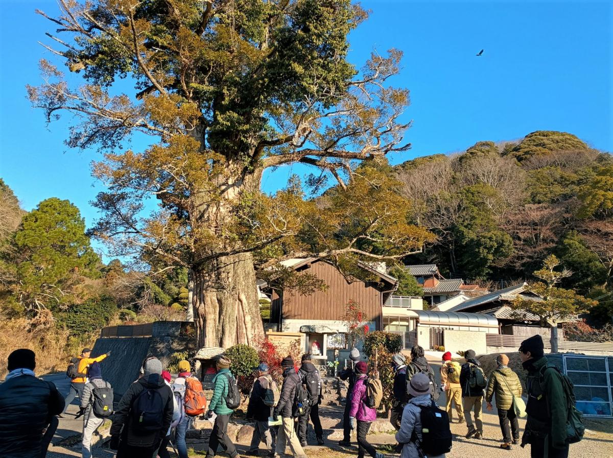 白川の石抱きカヤの巨木