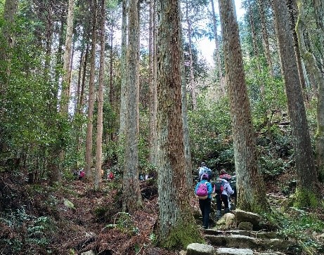 住吉道登山道を歩く