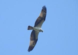 野鳥観察「ミサゴ」
