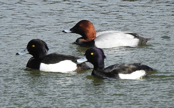 20260114キンクロハジロ