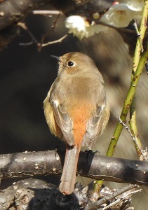 20260209ジョウビタキ(メス)