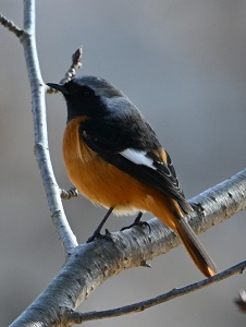 20260209zジョウビタキ(オス)