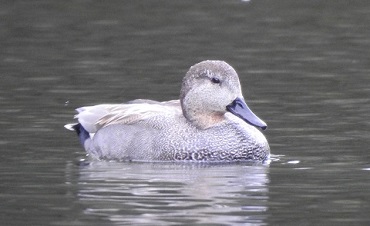 20260307オカヨシガモ