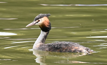 カンムリカイツブリ