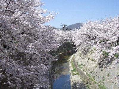 妙法寺川の桜②