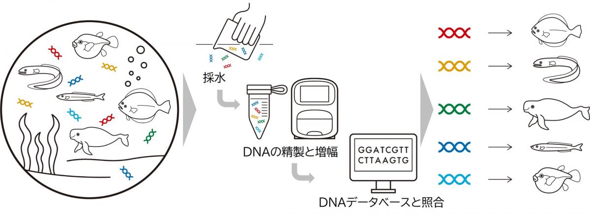 環境DNA