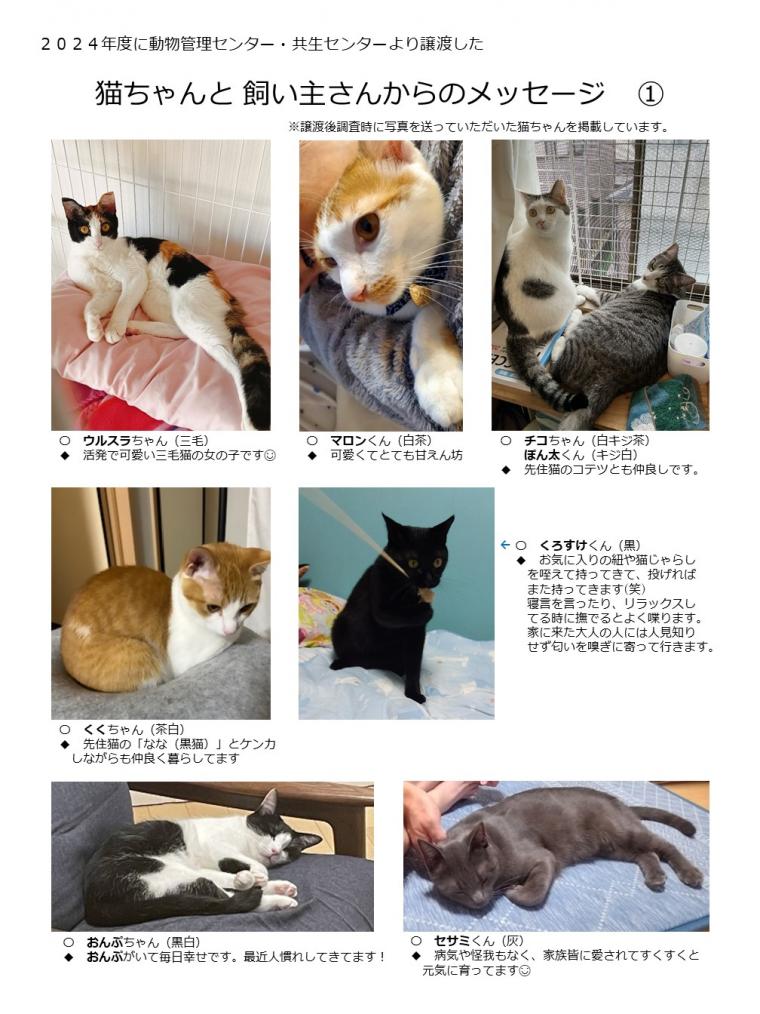 2024年度に譲渡された猫たち-01