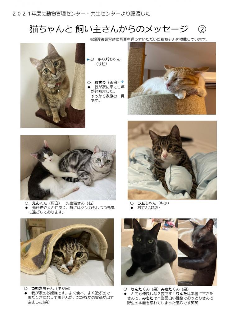 2024年度に譲渡された猫たち-02