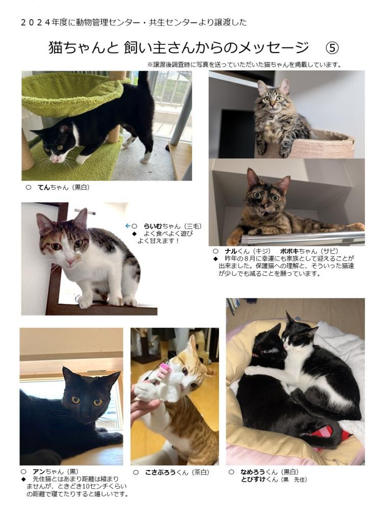 2024年度に譲渡された猫たち-05