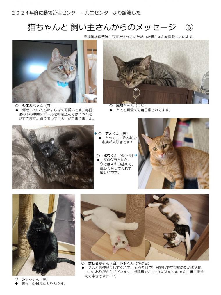 2024年度に譲渡された猫たち-06