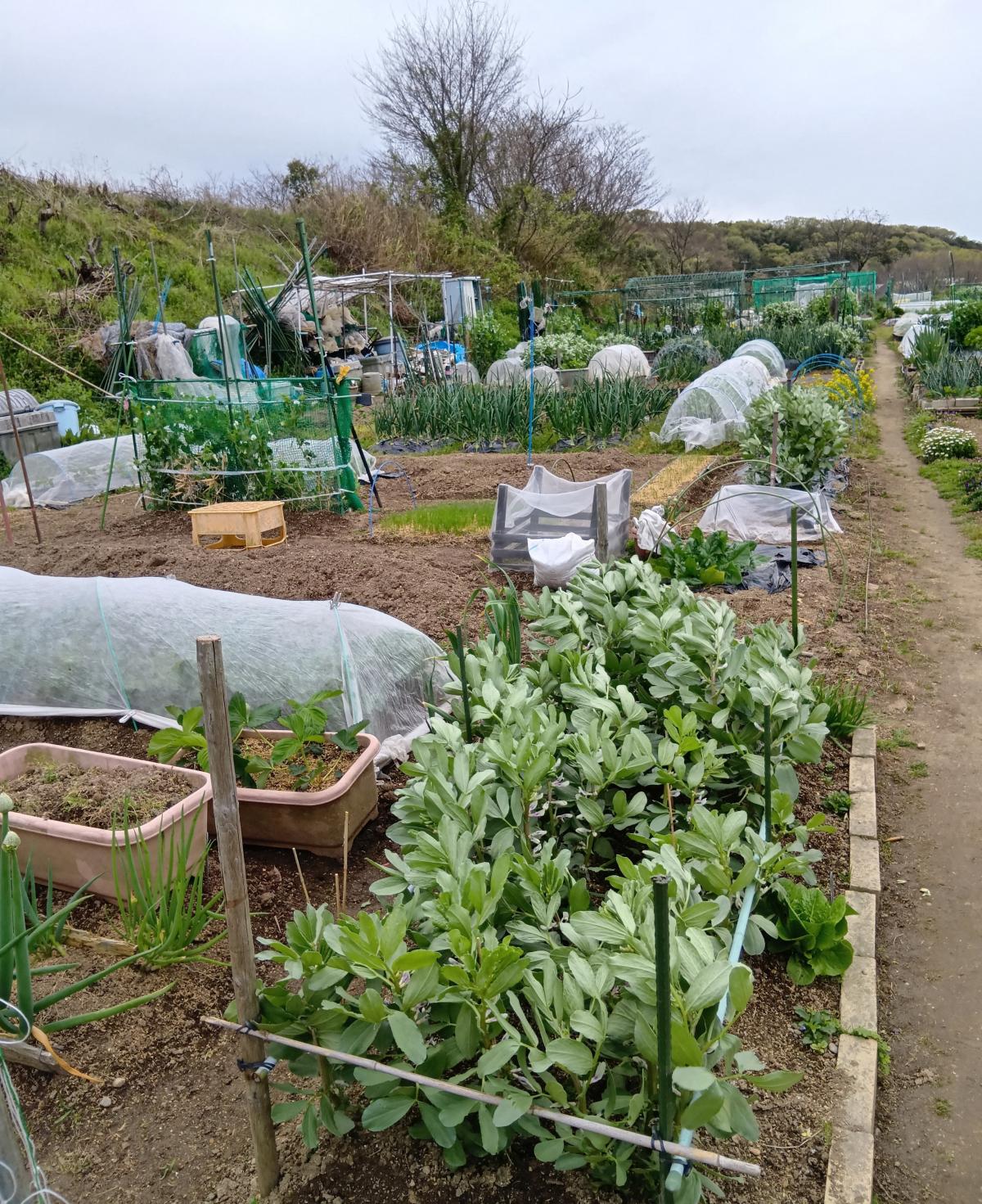 西神南農園の写真