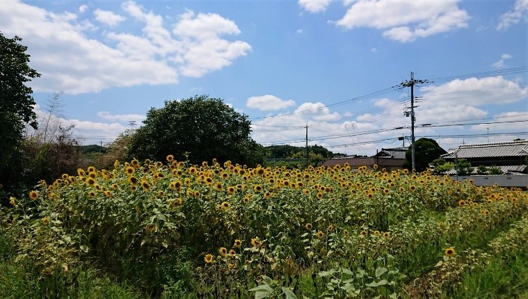 25少年団野球全市大会5