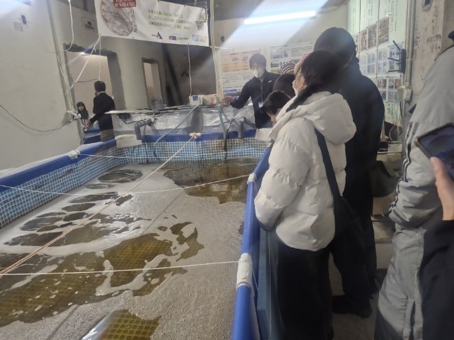 バナメイエビの水槽