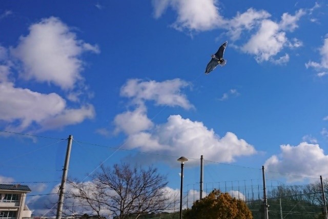 鷲のようなたこ