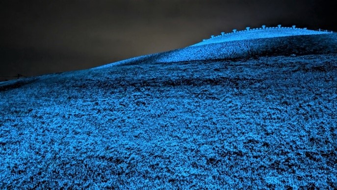 ネモフィラ畑のような様子