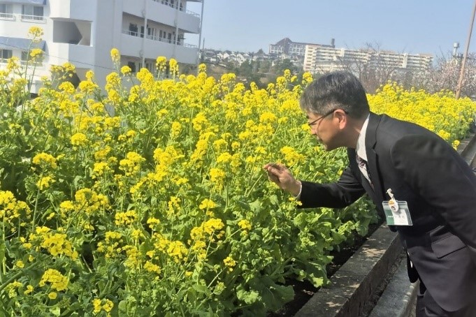 菜の花と区長