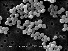 黄色ブドウ球菌電子顕微鏡写真
