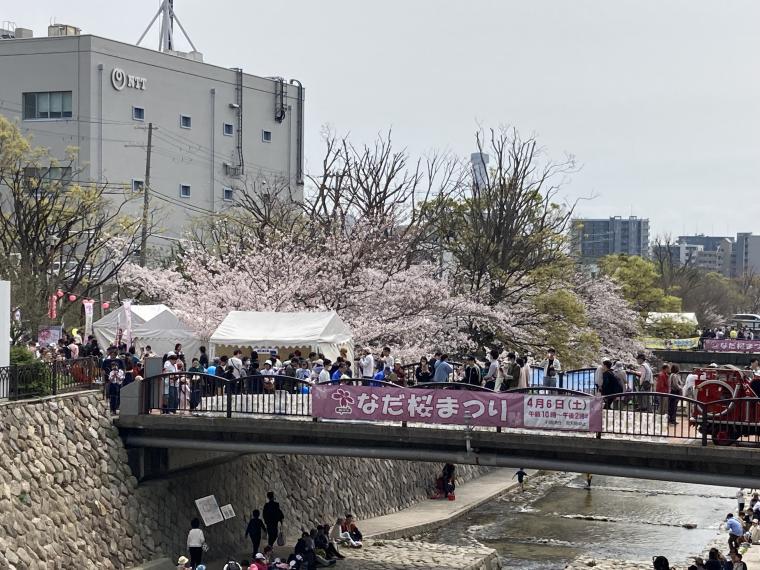 なだ桜まつり