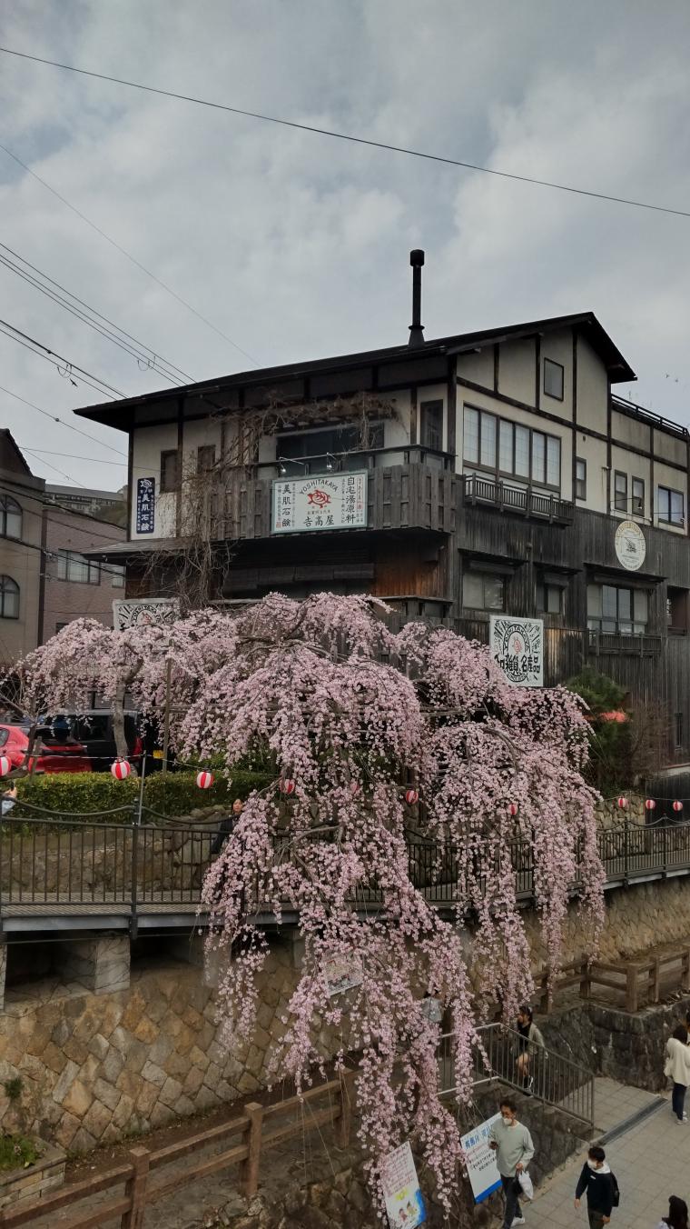 有馬の桜