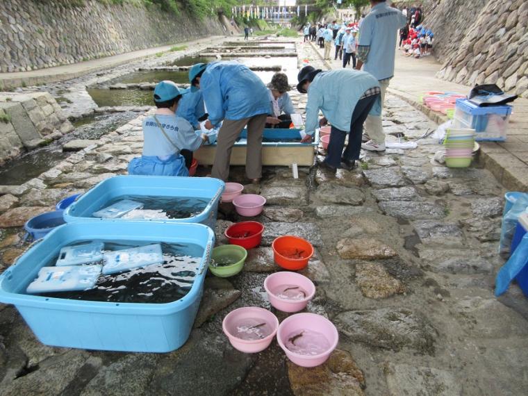 鮎の稚魚の準備の様子（鮎の稚魚の放流）