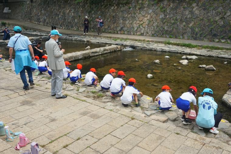 児童の皆さんによる鮎の稚魚の放流３（鮎の稚魚の放流）