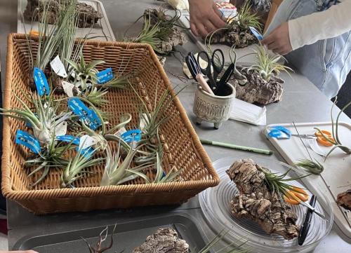ひよりプラント植物アトリエ3