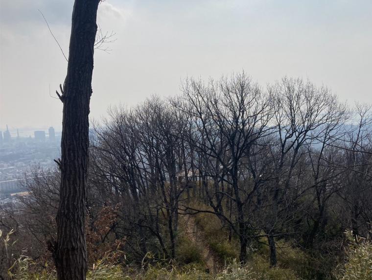 hiyodoritenbou_miharashi_before