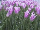 何本も咲いている紫色のチューリップの写真