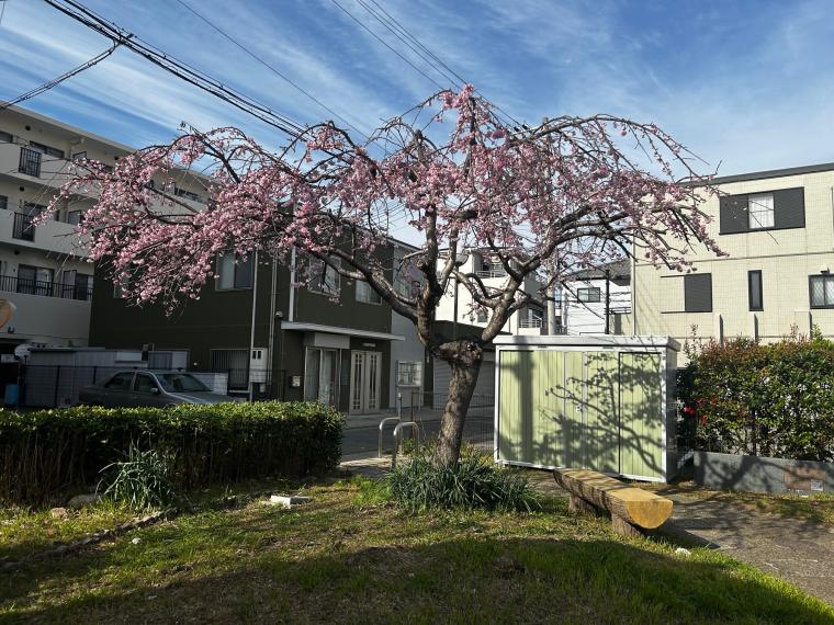 桜