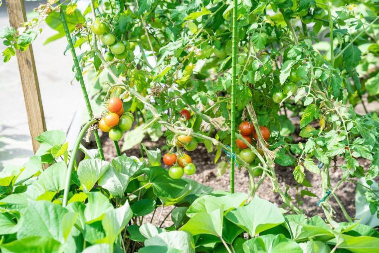 シェラトンファーム③