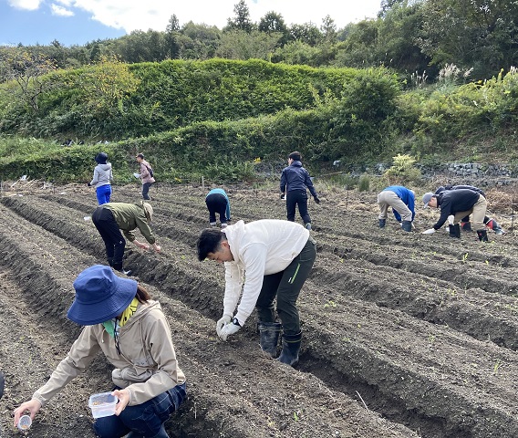 小麦種まきの様子
