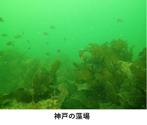 神戸の藻場の写真