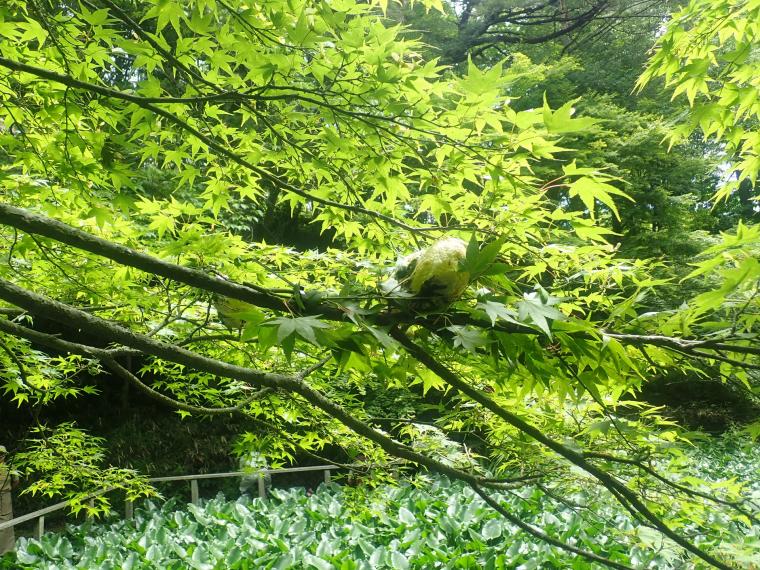 モリアオガエルの卵もありました