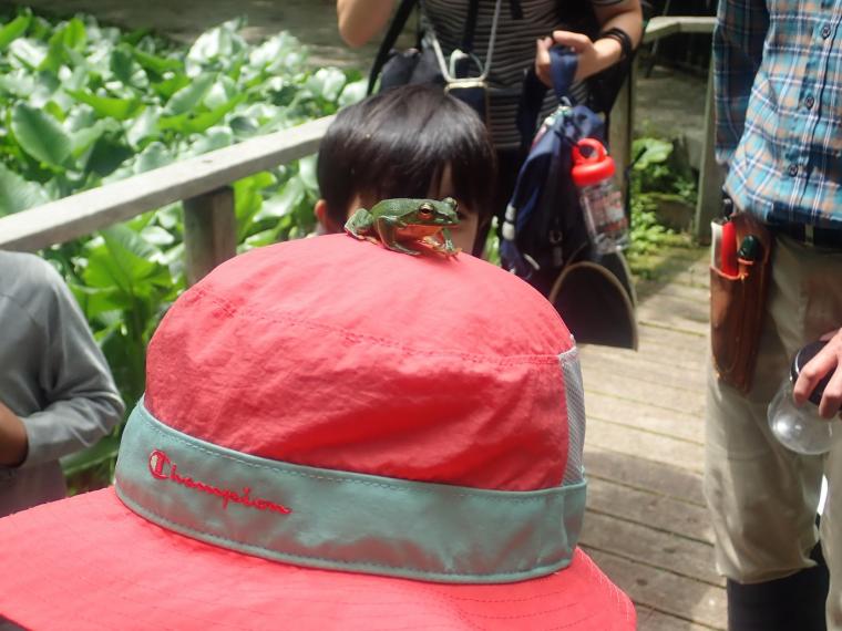 モリアオガエルの成体がいました