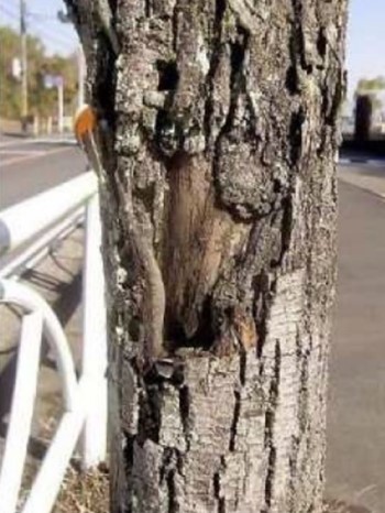 街路樹倒壊の恐れの写真1