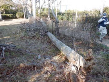 公園・街路樹の倒木の写真