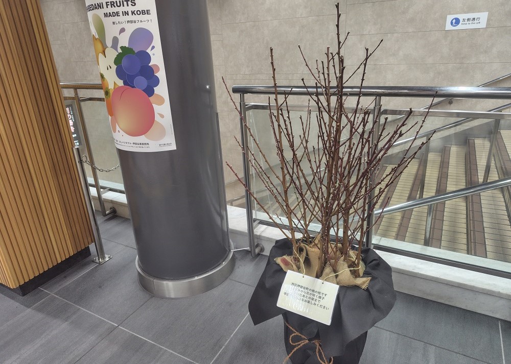 押部谷の桃の花