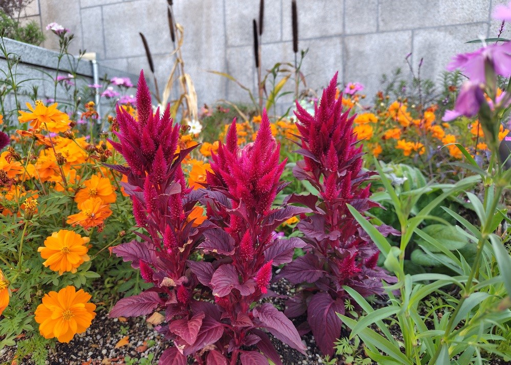 プレンティ広場の花壇