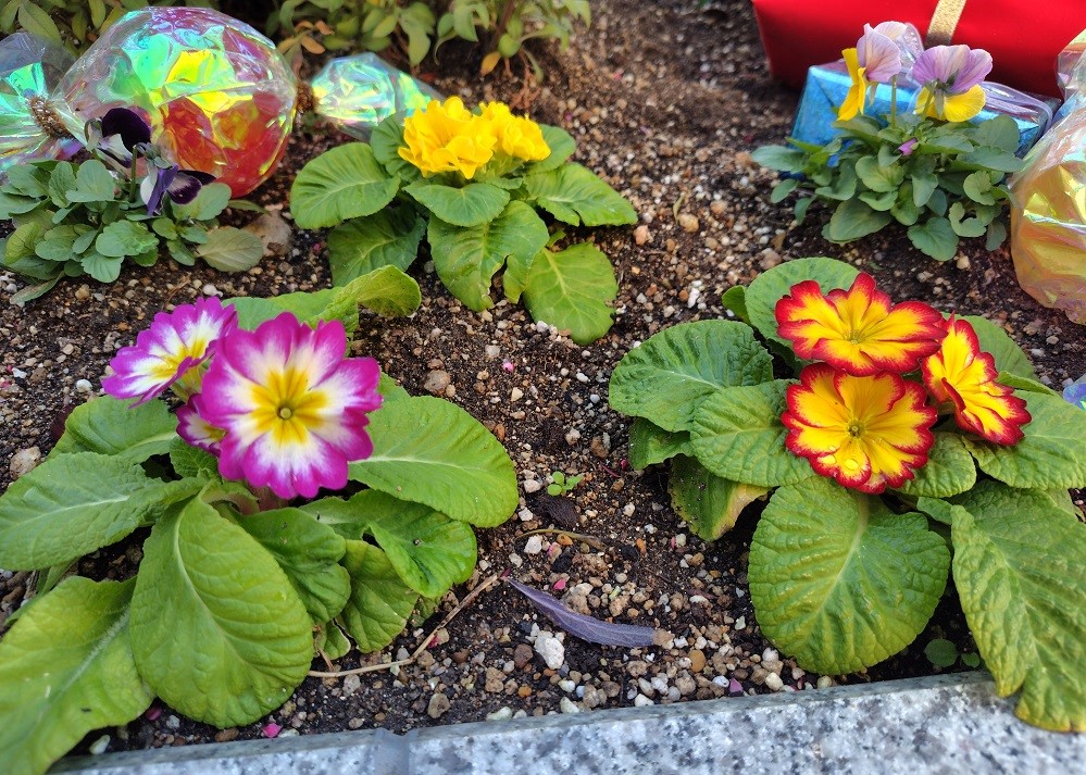 プレンティ広場の花壇