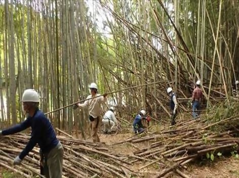 竹林
