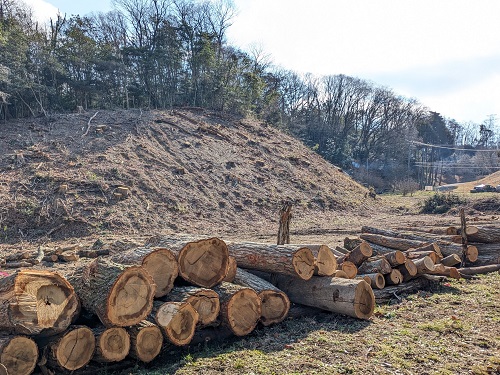 広葉樹資源循環推進事業（伐採木の写真）