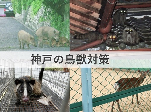 有害鳥獣の例