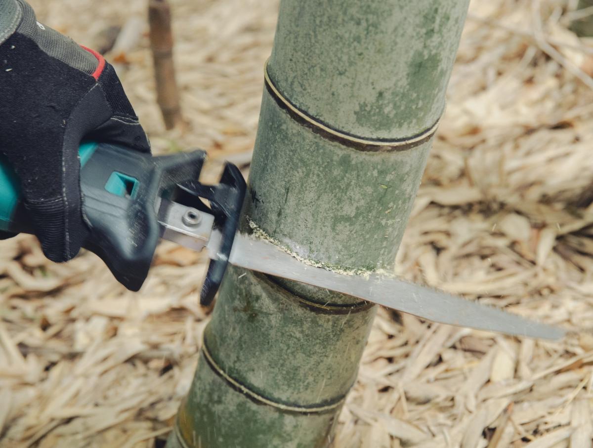 竹を切っている写真